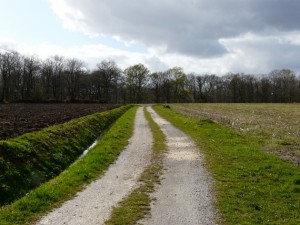 Tout Droit entre les arbres