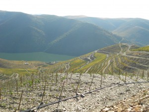 une plantation de jeunes vignes irriguées par le rio Douro