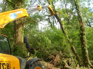 denis se débarrassera de cet arbre prèt à tomber d'un petit coup fourche